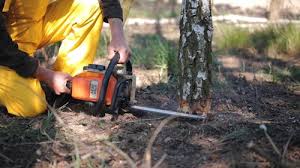 How Our Tree Care Process Works  in  Bryant, WA